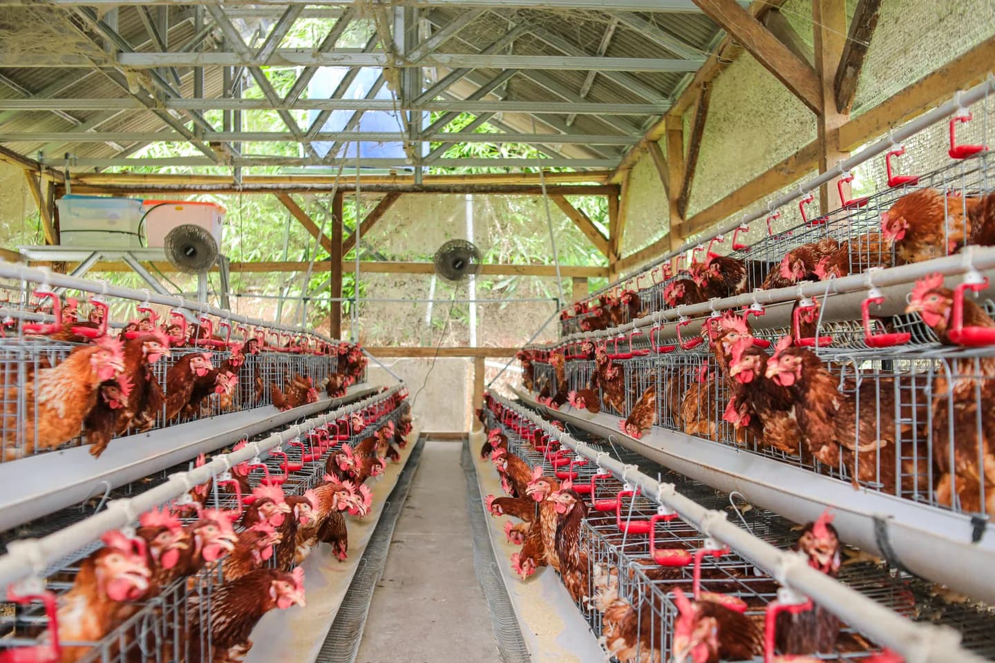 Amcast Farms poultry facility