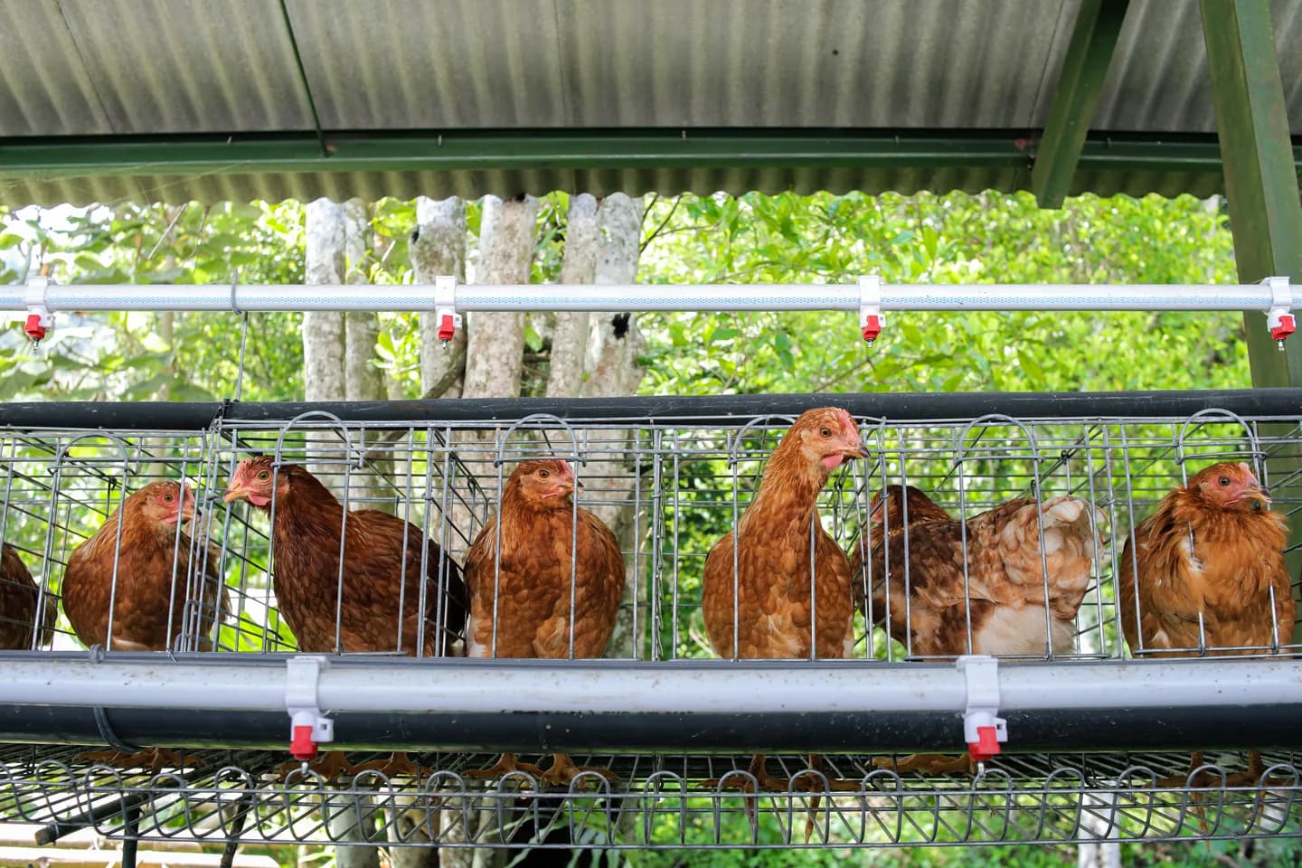 Amcast Farms chicken housing