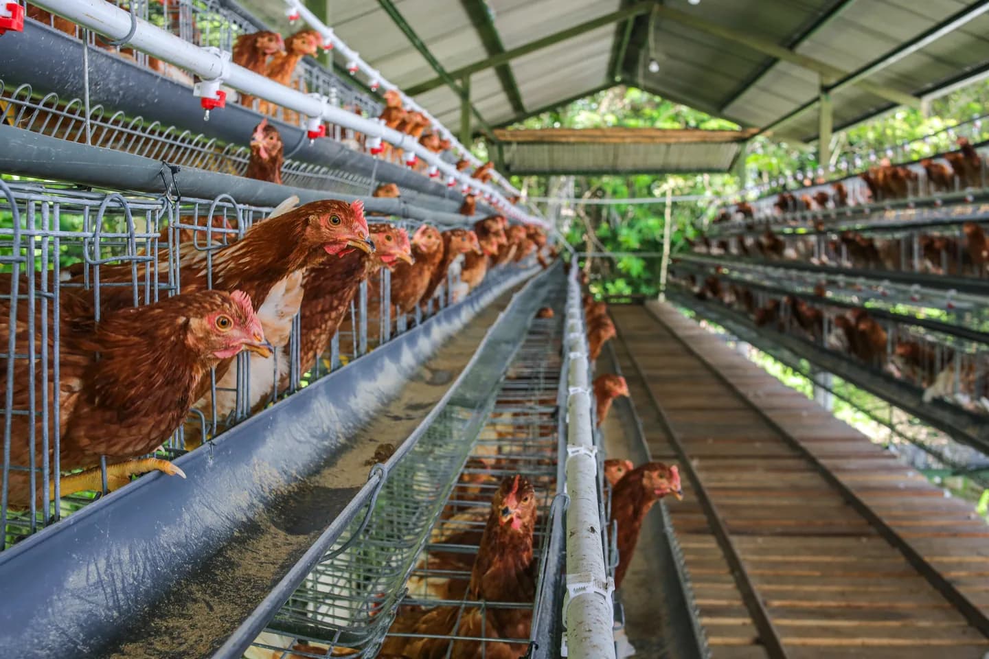 Amcast Farms Nigeria
